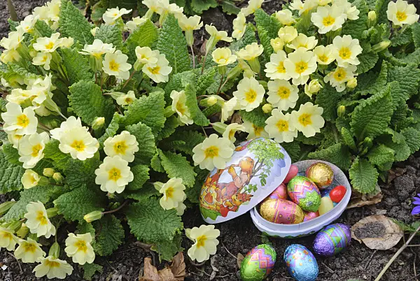 479052 - Comon primrose (Primula vulgaris syn. Primula acaulis) with chocolate eggs