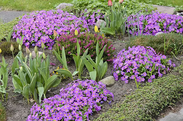 531086 - Comon primroses (Primula vulgaris syn. Primula acaulis) and tulips (Tulipa)