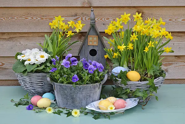 479056 - Comon primroses (Primula vulgaris syn. Primula acaulis), daffodils (Narcissus) and horned pansies (Viola cornuta) with bird table