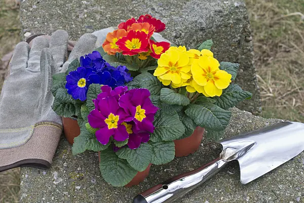 554014 - Comon primroses (Primula vulgaris syn. Primula acaulis) with work gloves and shovel