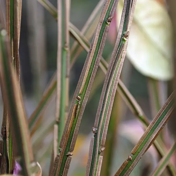 471385 - Compact burning bush (Euonymus alatus)