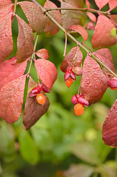 525114 - Compact burning bush (Euonymus alatus)