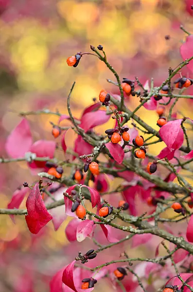 525264 - Compact burning bush (Euonymus alatus)