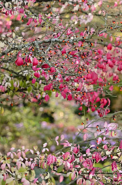 525265 - Compact burning bush (Euonymus alatus)