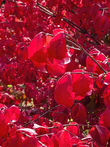 418025 - Compact burning bush (Euonymus alatus 'Compactus')