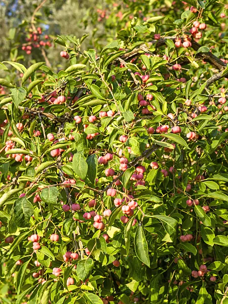 440229 - Compact burning bush (Euonymus alatus 'Compactus')