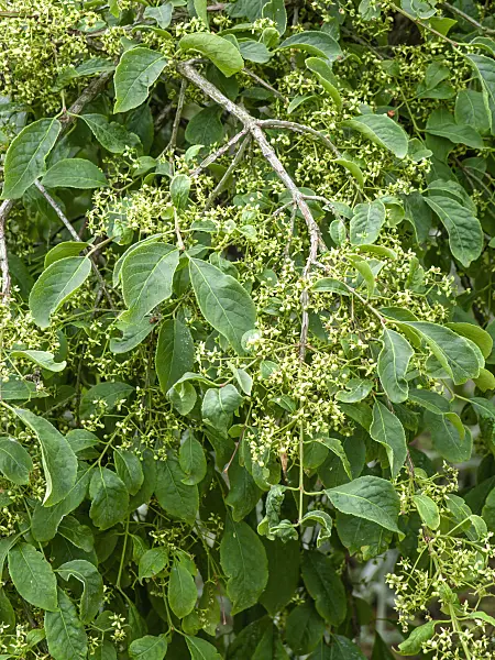 461037 - Compact burning bush (Euonymus alatus 'Compactus')