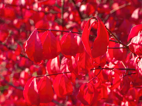 465191 - Compact burning bush (Euonymus alatus 'Compactus')