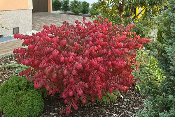 517174 - Compact burning bush (Euonymus alatus 'Compactus')