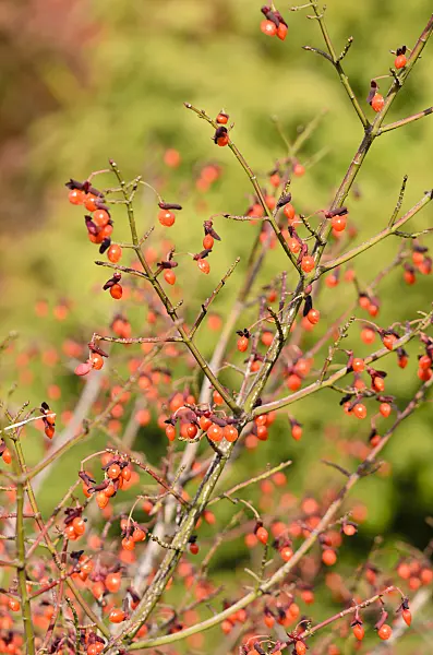 525283 - Compact burning bush (Euonymus alatus 'Compactus')