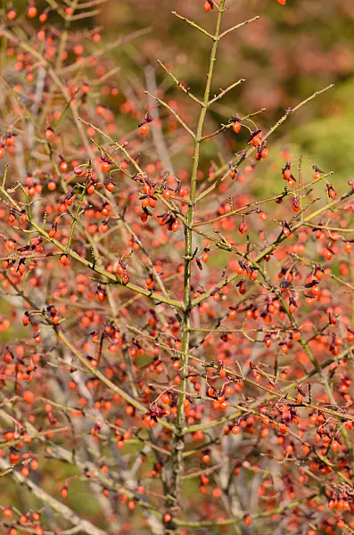 525284 - Compact burning bush (Euonymus alatus 'Compactus')