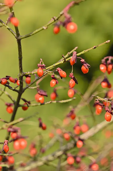 525285 - Compact burning bush (Euonymus alatus 'Compactus')