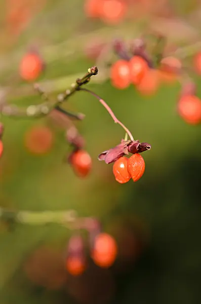 525286 - Compact burning bush (Euonymus alatus 'Compactus')