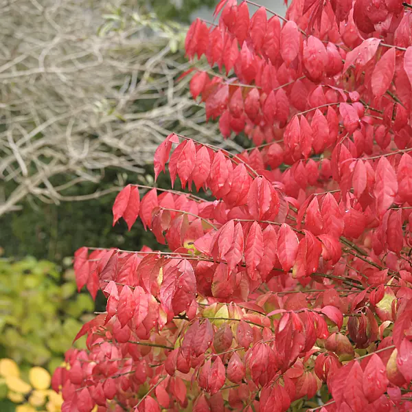 535272 - Compact burning bush (Euonymus alatus 'Compactus')