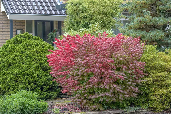 575094 - Compact burning bush (Euonymus alatus 'Compactus')