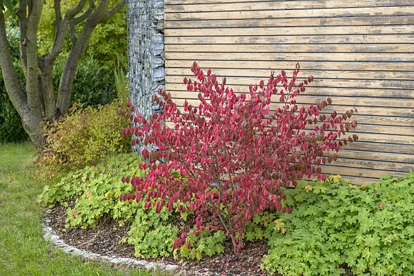 575095 - Compact burning bush (Euonymus alatus 'Compactus')
