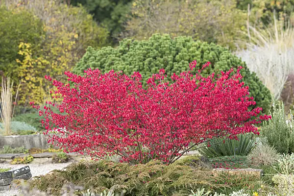 651247 - Compact burning bush (Euonymus alatus 'Compactus')