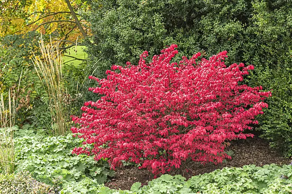 651248 - Compact burning bush (Euonymus alatus 'Compactus')