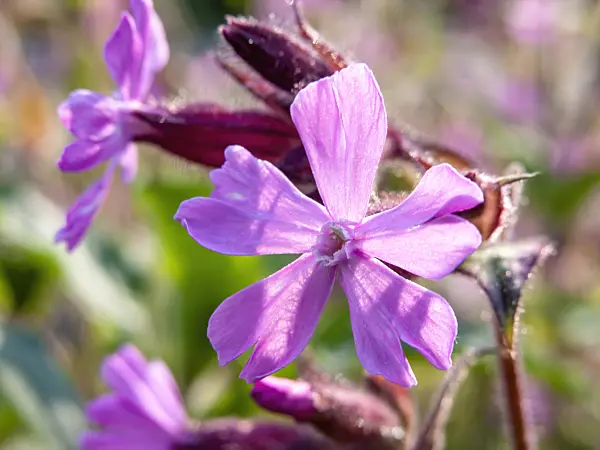425035 - Compagnon rouge (Lychnis dioica syn. Silene dioica)