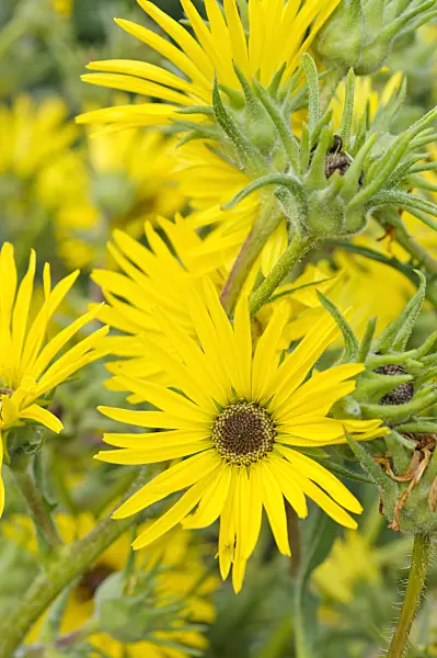 475009 - Compass plant (Silphium laciniatum)