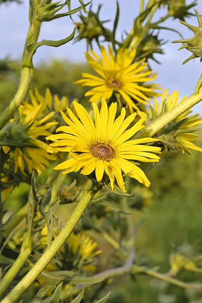 487006 - Compass plant (Silphium laciniatum)