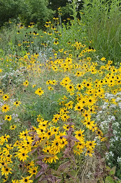487170 - Cone flower (Rudbeckia)