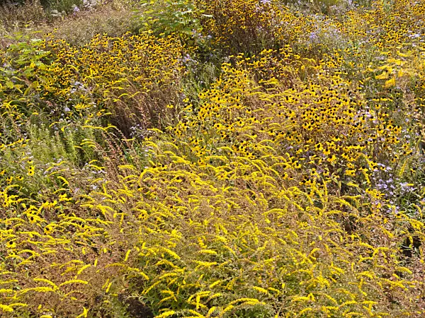 418049 - Cone flower (Rudbeckia) and goldenrod (Solidago)