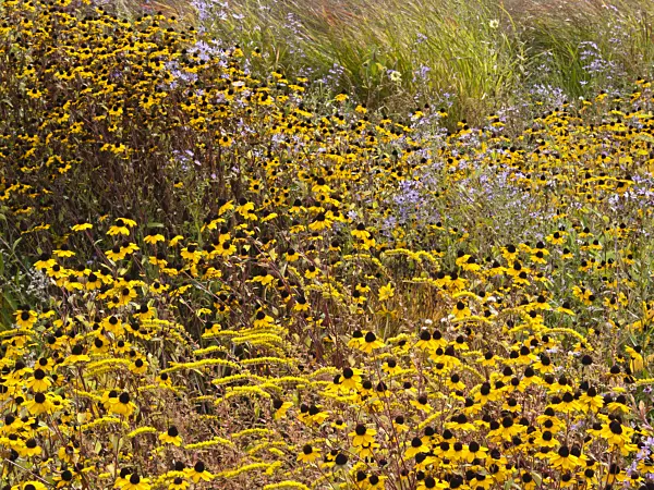 418050 - Cone flower (Rudbeckia) and goldenrod (Solidago)