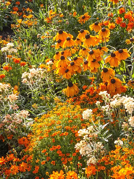 416054 - Cone flower (Rudbeckia) and marigolds (Tagetes)