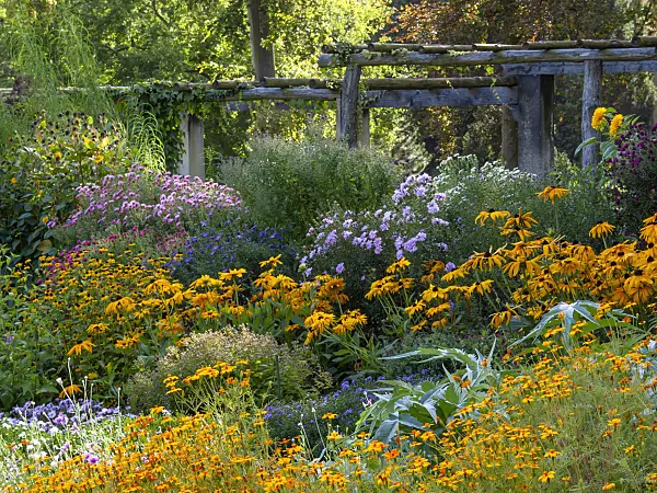 417039 - Cone flower (Rudbeckia), aster (Aster) and marigold (Tagetes)
