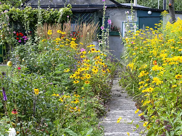 474432 - Cone flower (Rudbeckia), common hollyhock (Alcea rosea), goldenrod (Solidago) and false sunflower (Heliopsis helianthoides)