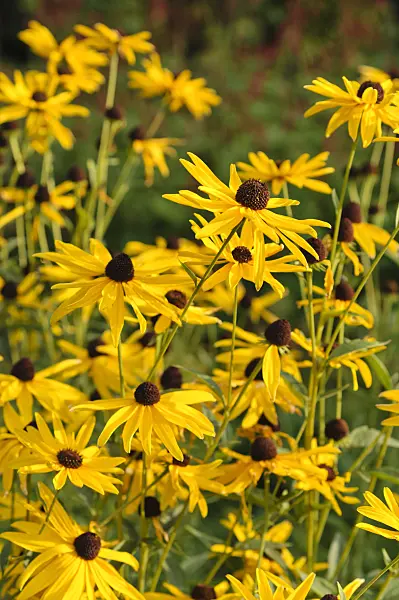 476148 - Cone flower (Rudbeckia subtomentosa)
