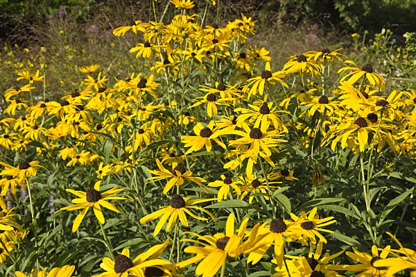 511129 - Cone flower (Rudbeckia subtomentosa)