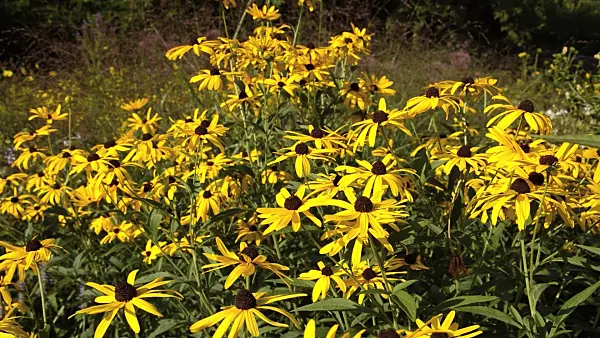 511136 - Cone flower (Rudbeckia subtomentosa)