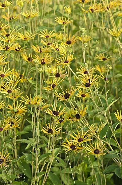 571089 - Cone flower (Rudbeckia subtomentosa 'Henry Eilers')
