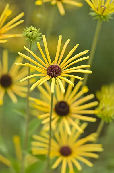 572030 - Cone flower (Rudbeckia subtomentosa 'Henry Eilers')