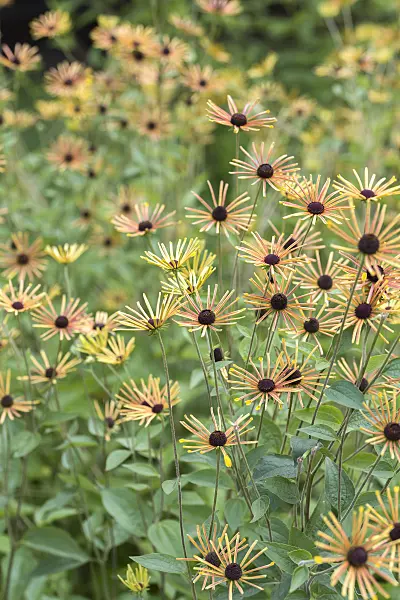 616448 - Cone flower (Rudbeckia subtomentosa 'Henry Eilers')