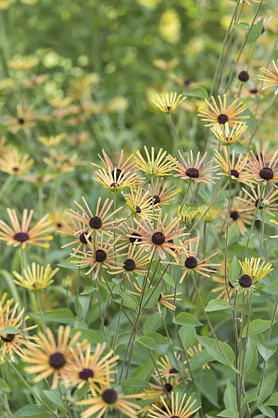616449 - Cone flower (Rudbeckia subtomentosa 'Henry Eilers')