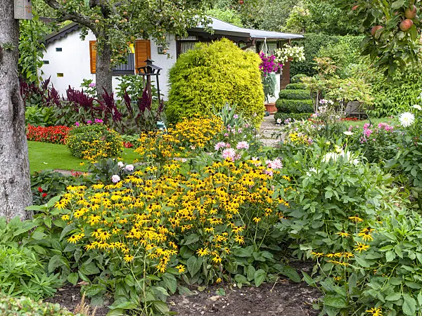 490010 - Cone flowers (Rudbeckia) and dahlias (Dahlia)