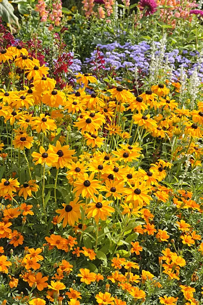 487061 - Cone flowers (Rudbeckia) and marigolds (Tagetes)