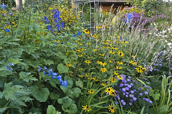512103 - Cone flowers (Rudbeckia), larkspurs (Delphinium) and asters (Aster)