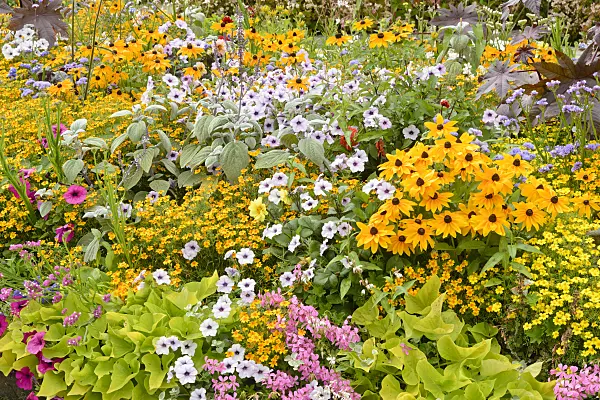 559108 - Cone flowers (Rudbeckia), marigolds (Tagetes), cranesbills (Geranium), sweet potatoes (Ipomoea batatas) and petunias (Petunia)