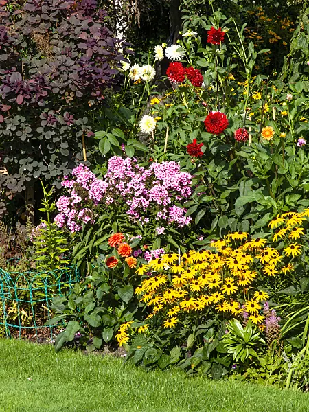 441002 - Cone flowers (Rudbeckia), phlox (Phlox) and dahlias (Dahlia)