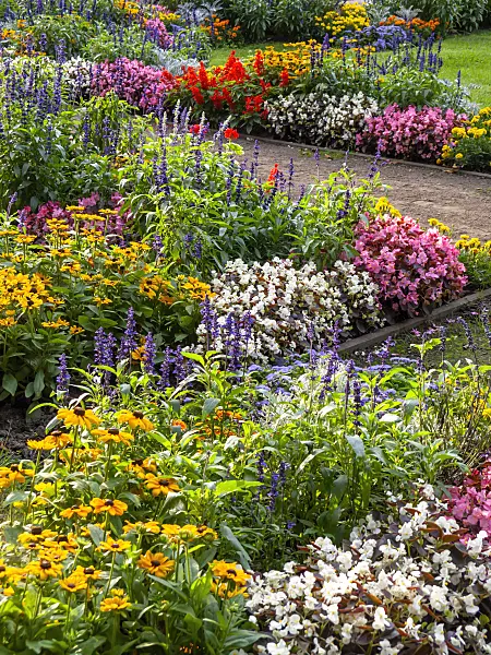 428339 - Cone flowers (Rudbeckia), sages (Salvia) and begonias (Begonia)