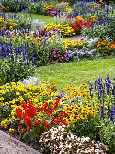 428338 - Cone flowers (Rudbeckia), sages (Salvia) and marigolds (Tagetes)