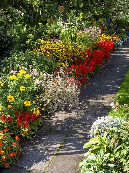 441009 - Cone flowers (Rudbeckia), sages (Salvia) and zinnias (Zinnia)