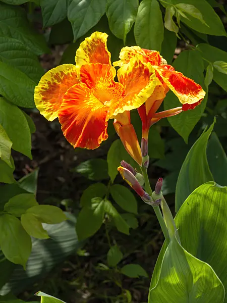 434230 - Conflore (Canna indica)