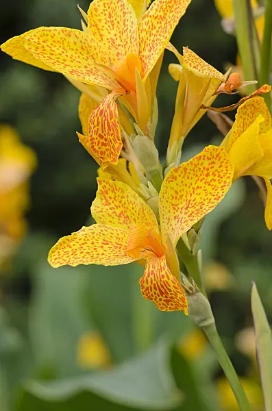 548091 - Conflore (Canna indica 'Golden Gate')