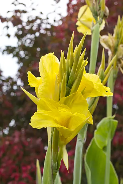 549179 - Conflore (Canna indica 'Goldkrone')