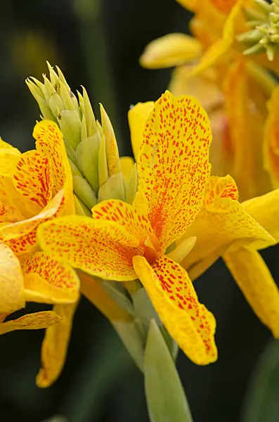 548089 - Conflore (Canna indica 'Königin Charlotte')